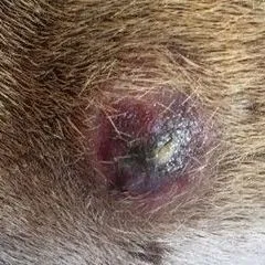 thumbnail for publication: Skin Abscesses in Livestock and Deer: Description and Treatment
